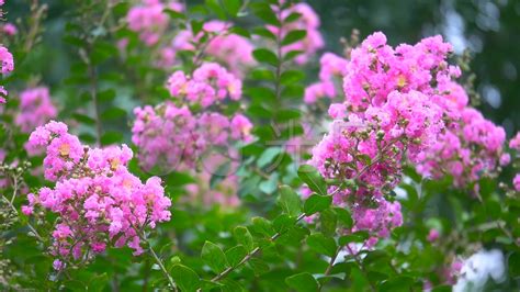 夏天代表植物|夏日花开，夏天的绿色盛宴（探寻夏季象征的15种植物…